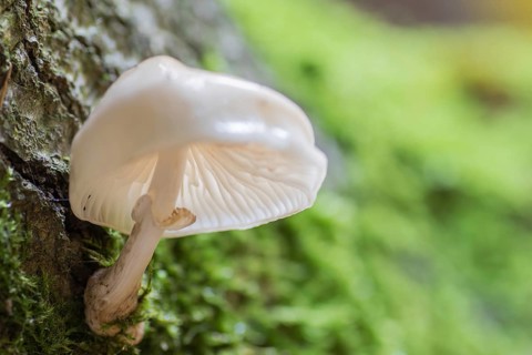 Porcelain fungus (Oudemansiella mucida)