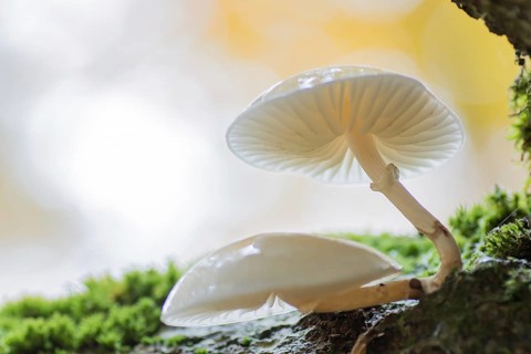 Porcelain fungi (Oudemansiella mucida)