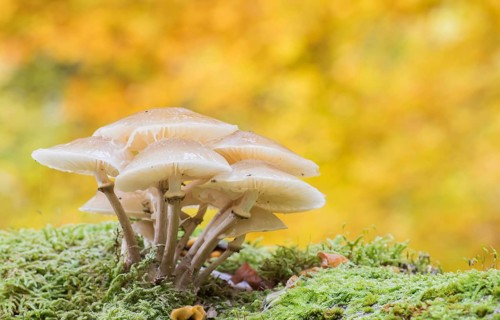 Porcelain fungi (Oudemansiella mucida) on moss