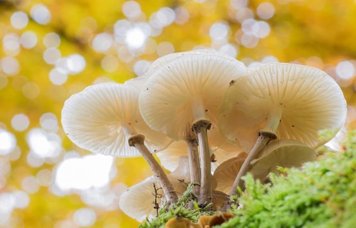 Porcelain fungi (Oudemansiella mucida) on moss