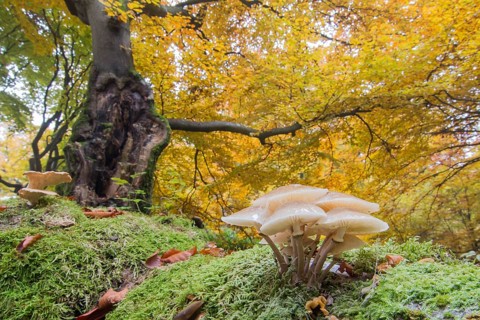 Porcelain fungi (Oudemansiella mucida) in deciduous forest