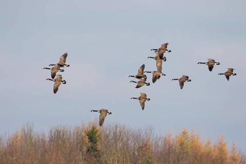 Canada Geese (Branta canadensis)
