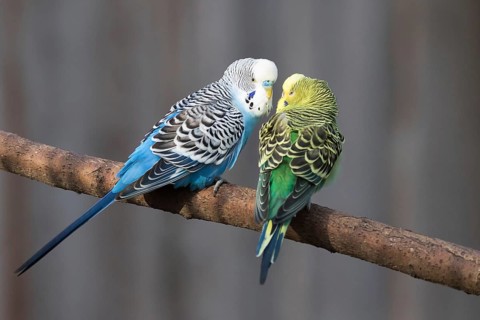 Budgerigars (Melopsittacus undulatus) kissing