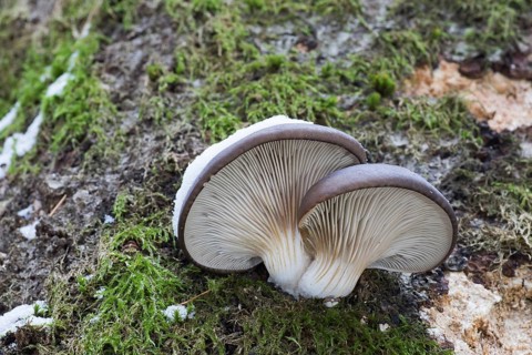 Oyster mushrooms (Pleurotus ostreatus)