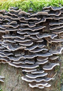 Turkey tail (Trametes versicolor) on tree stump