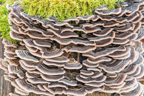 Turkey tail (Trametes versicolor) on tree stump