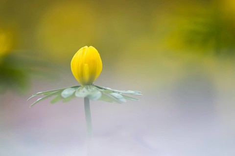 Winter Aconite (Eranthis hyemalis) at flowering