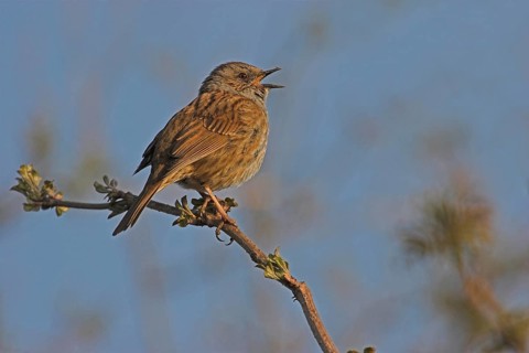Singing Dunnock (Prunella modularis) on branch