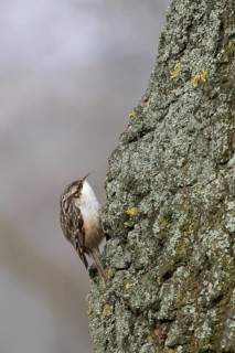 Short-toed treecreeper (Certhia brachydactyla) on a tree trunk