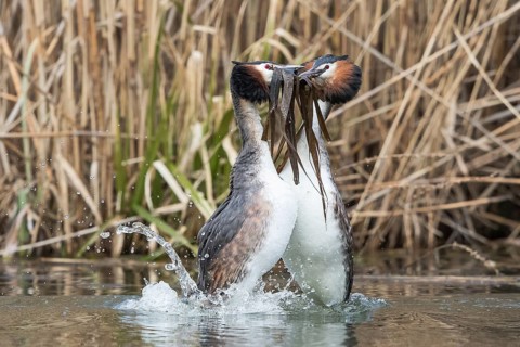Great Crested Grebe (Podiceps cristatus)