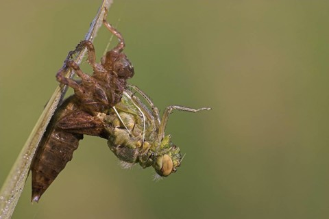 Four-spotted Chaser (Libellula quadrimaculata) hatching