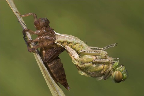 Four-spotted Chaser (Libellula quadrimaculata) hatching