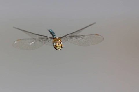 Flying Migrant Hawker (Aeshna mixta)