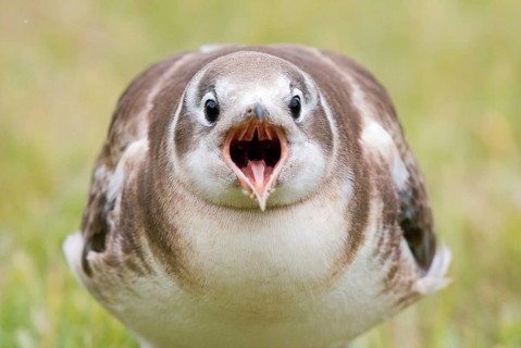 Begging young Black-headed gull (Larus ridibundus)