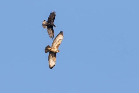 Dogfight between a Carrion Crow (Corvus corone) and a Buzzard (Buteo buteo)