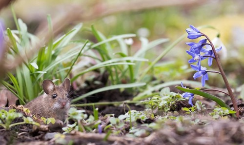 House mouse (Mus musculus)