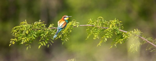 European bee-eater (Merops apiaster)