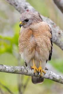 Red-shouldered Hawk (Buteo lineatus)