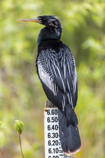 Anhinga (Anhinga anhinga)