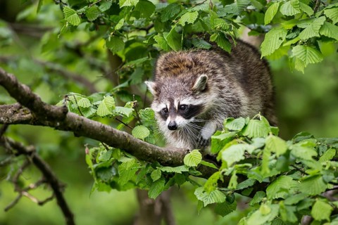 Raccoon (Procyon lotor) sitting in a tree