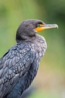 Double-crested Cormorant (Phalacrocorax auritus)