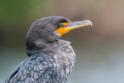 Double-crested Cormorant (Phalacrocorax auritus)