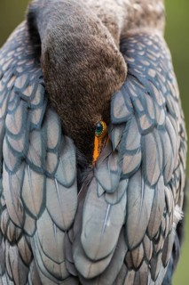 Double-crested Cormorant (Phalacrocorax auritus) with head in feathers
