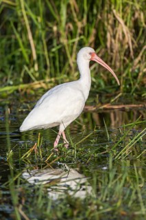 White Ibis (Eudocimus albus) wading in water