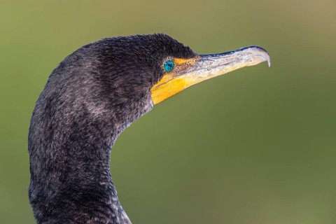 Double-crested Cormorant (Phalacrocorax auritus)
