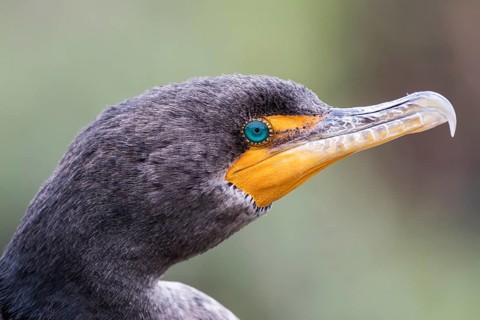 Double-crested cormorant (Phalacrocorax auritus)
