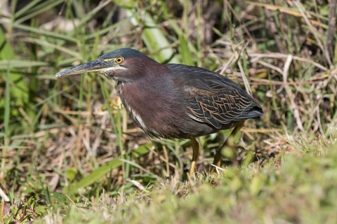 Green heron (Butorides virescens)