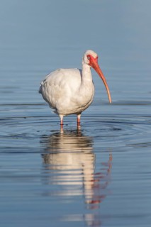 American white ibis (Eudocimus albus)