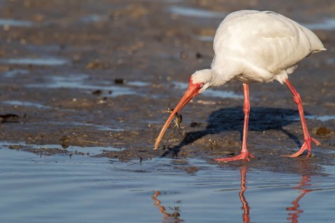 American white ibis (Eudocimus albus)