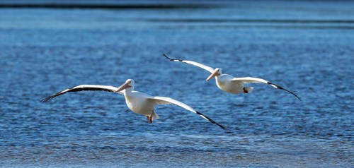 American White Pelicans (Pelecanus erythrorhynchos) flying over the water