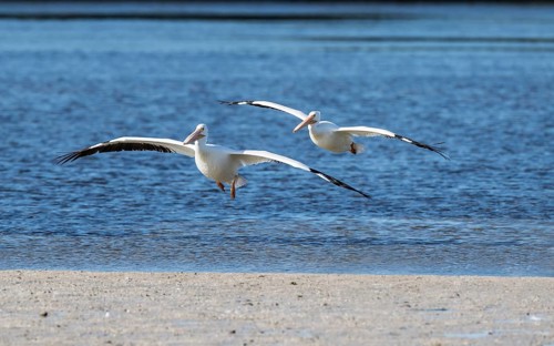 American White Pelicans (Pelecanus erythrorhynchos) flying over the water