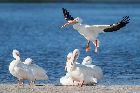 American White Pelicans (Pelecanus erythrorhynchos) at the water