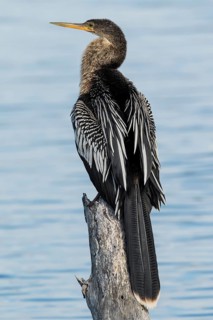 Anhinga (Anhinga anhinga) perched on log by the water