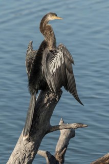 Anhinga (Anhinga anhinga) perched on log by the water