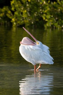 American White Pelican (Pelecanus erythrorhynchos) standing in water