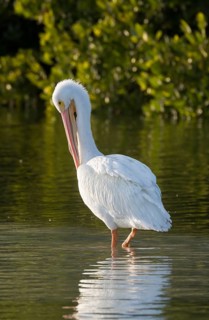 American white pelican (Pelecanus erythrorhynchos) preening feathers