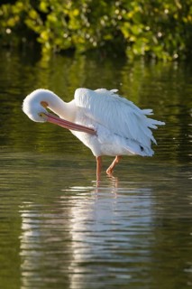 American white pelican (Pelecanus erythrorhynchos) preening feathers