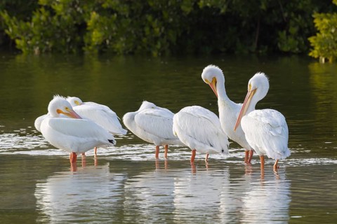 American white pelican (Pelecanus erythrorhynchos) standing in water