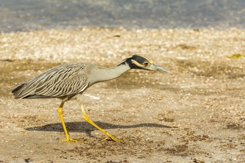 Yellow-crowned night heron (Nycticorax violaceus)