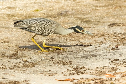 Yellow-crowned night heron (Nycticorax violaceus)