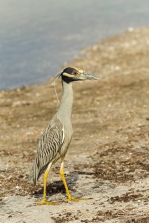 Yellow-crowned night heron (Nycticorax violaceus)