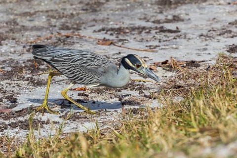 Yellow-crowned night heron (Nycticorax violaceus)