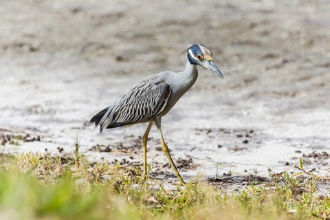 Yellow-crowned night heron (Nycticorax violaceus)