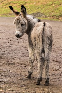 Thuringer Wald donkey (Equus asinus)