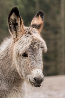 Thuringer Wald donkey (Equus asinus)