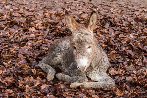 Thuringer Wald donkey (Equus asinus)